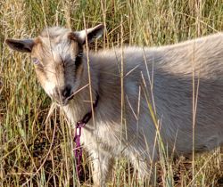 Mini Nubian goats for sale in Colorado